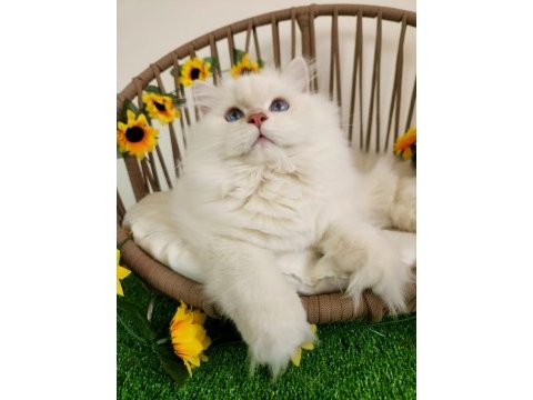 Show kalite safkan brıtısh longhaır lilac golden yavrular