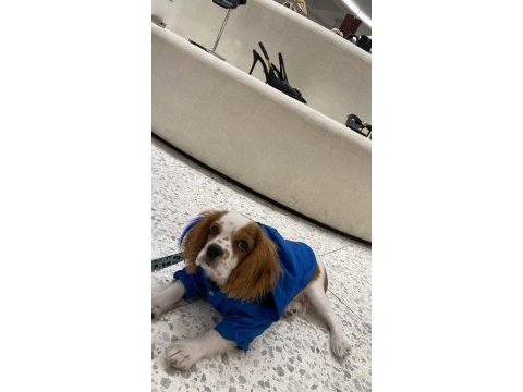 Aşıları tam çipli 5 aylık cavalier king charles