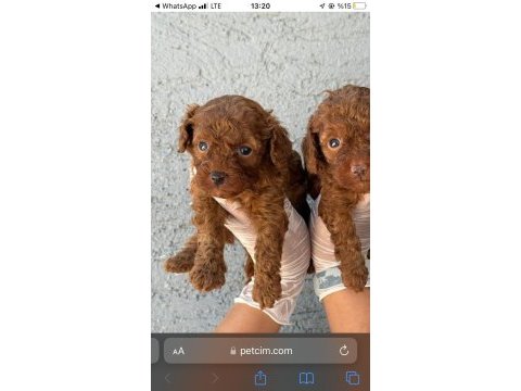 Toy poodle yavrularımız ruhsatlı çiftliğinden