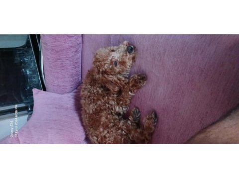 Toy poodle 6 aylık