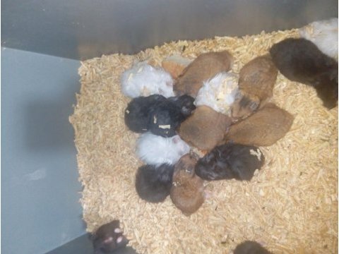 Yavru ve yetişkin hamster