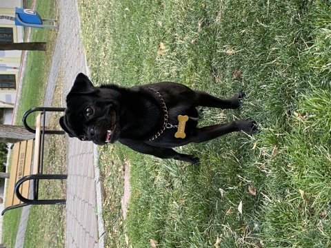 Siyah pug pascal için yuva arıyoruz
