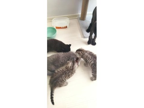 45 günlük scottish fold yavrular