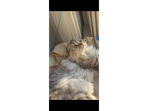Scottish fold longhair erkek kedimiz