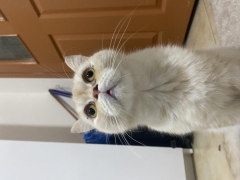 2.5 yaşında çok sakin kısır ve çipli british shorthair