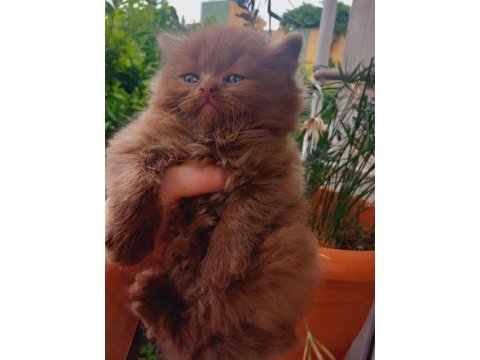 Cinnamon erkek british shorthair