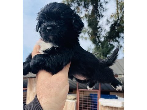 Bu sevimli maltipoo yavruları yeni yuvasını arıyor..
