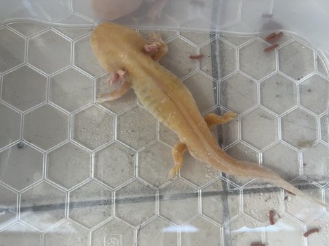 Axolotl semender 17-18 cm