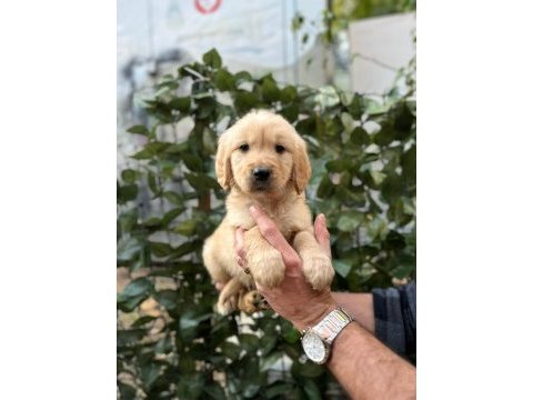 Tatlı golden köpeklerimiz yeni yuvasını bekliyor