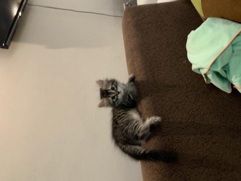 Ücretsiz ev kedisi 2 aylık