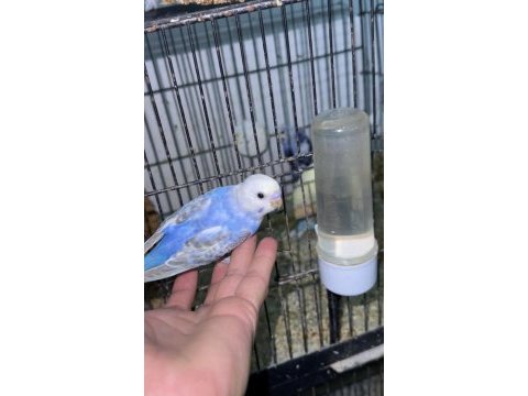 Muhabbet kuşu sahiplendirmek bizim işimiz