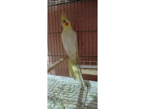 3 aylık lutino kırmızı göz erkek sultan papağanı yavru