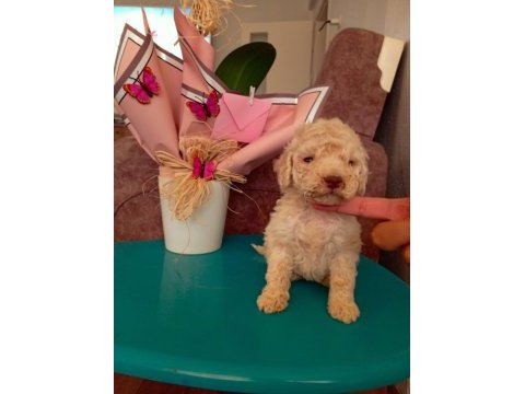 Maltipoo bebiş köpeğimiz
