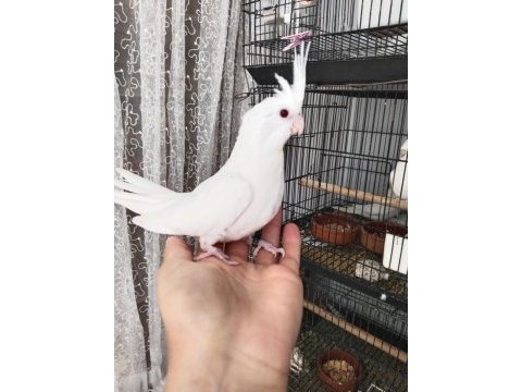 İster tek ister toplu albino sultan papağanı