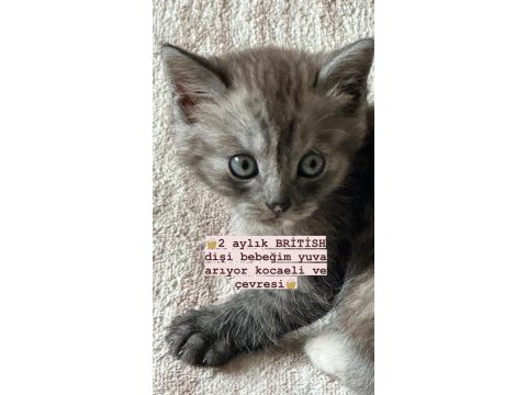 British shorthair dişi bebek