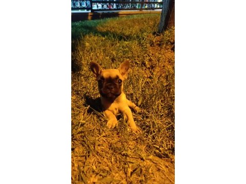 3 aylık french bulldog kızımız