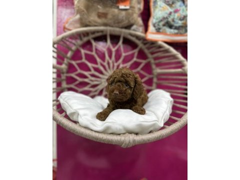 Red brown toy poodle ırk ve sağlık garantili yavrular