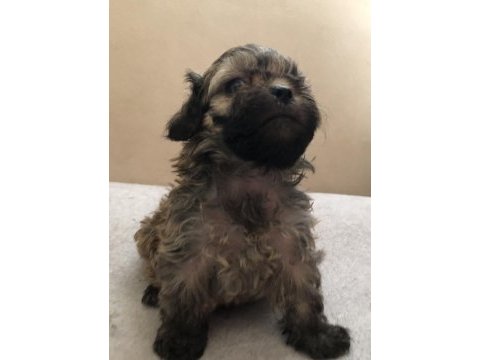Mama karşılığı sahiplendirilecek shih tzu