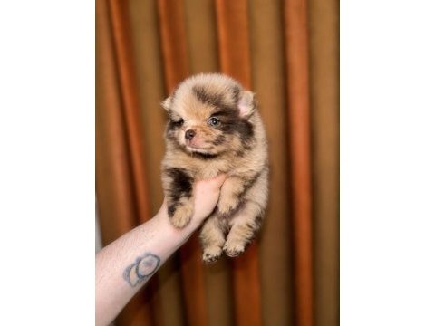 Pomeranian merle chocolate kızımız