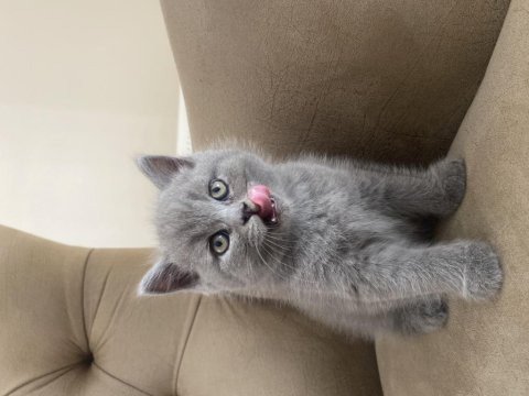 Yavru 45 günlük british shorthair kediler