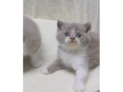 Lilac bicolor british shorthair