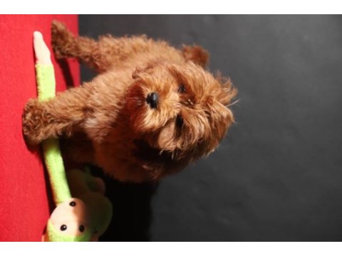 14 şubat doğumlu maltipoo oğlumuz