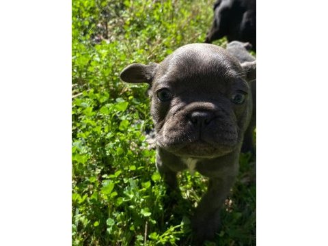 Renkli french bulldog
