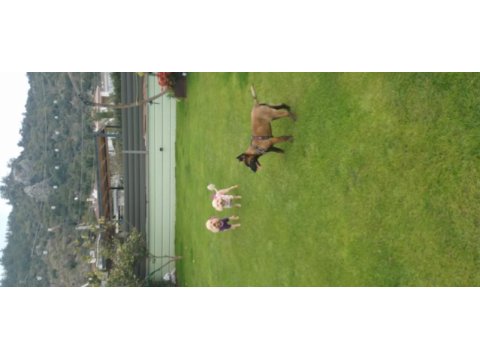 Show kalite belçika malinois bebeklerimiz