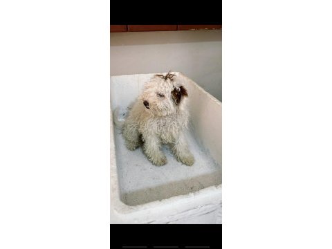 Toy poodle yavruma yuva arıyorum