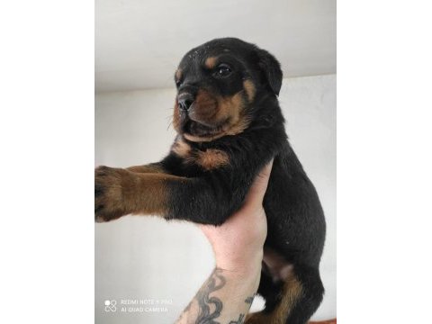 Safkan rottweiler bebeklerimiz