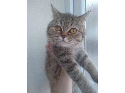 9 aylık güzel kızımız british shorthair