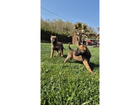 Efsane belçika malinois yavruları istanbul 