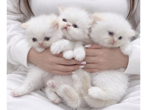 İran persian safkan bebeklerim