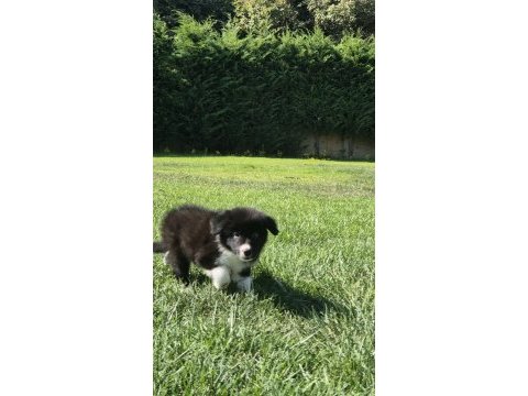 Border collie yavruları aşıları tam