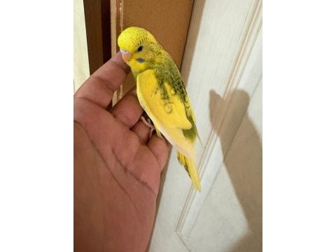 28 günlük kusursuz bebek muhabbet kuşu