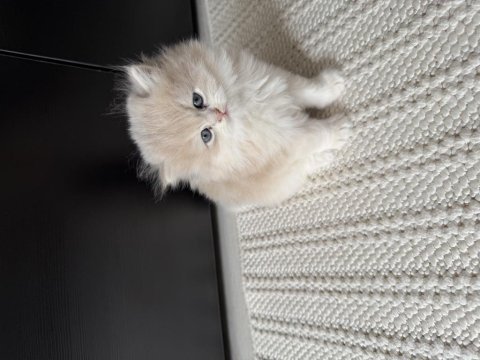 2 erkek yavru british longhair