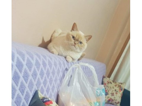 Oğlumuza yuva ariyoruz