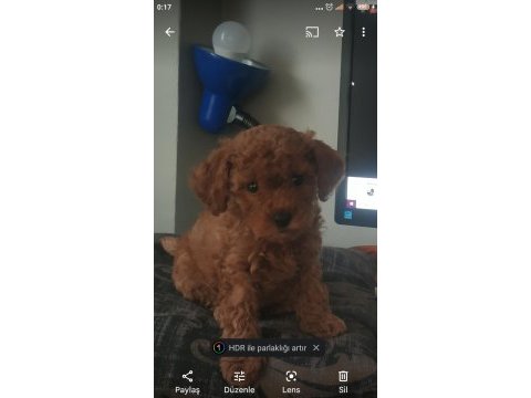 3 buçuk aylık dişi poodle