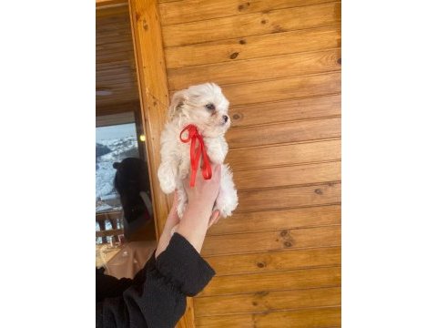 Üst kalitede maltipoo yavrularımız, aracı değiliz