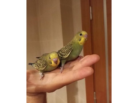 Yavru muhabbet kuşlar