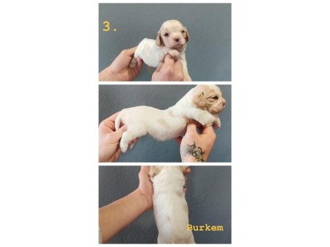 Burkemden dünyalar güzeli cavalier king charles yavruları