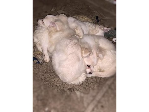 Spitz köpek