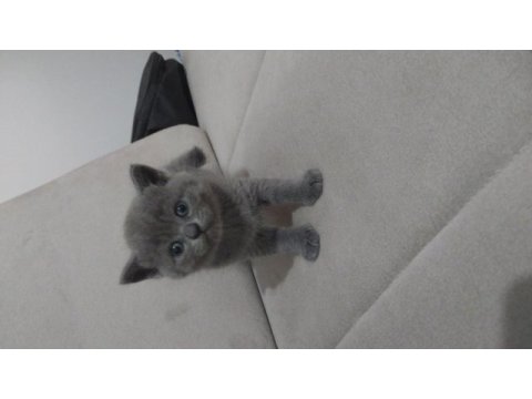 1 aylık scottish fold ve british yavrular