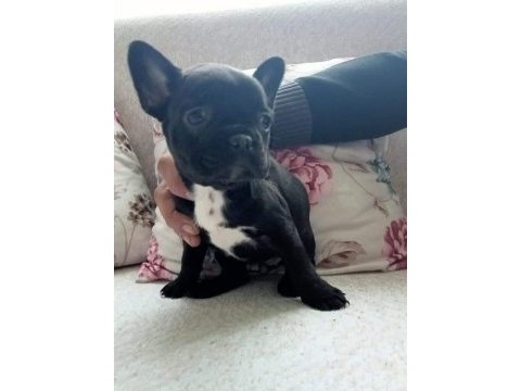 2,5 aylık dişi french bulldog