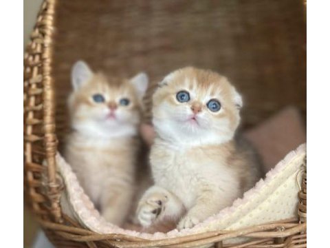 Üstün kalite top kafa golden scottish fold shorthair 