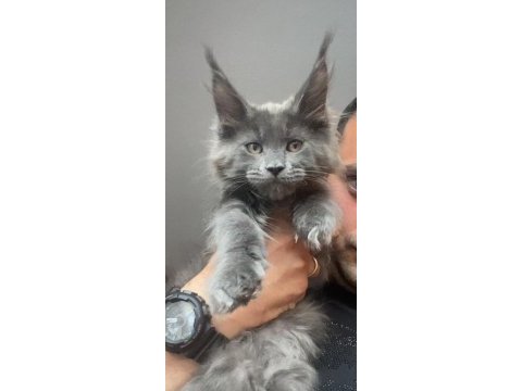 Xxxl kocaman erkek maine coon
