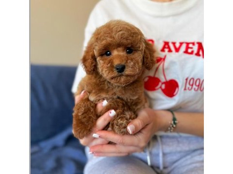 Üst kalite toy poodle yavrumuz