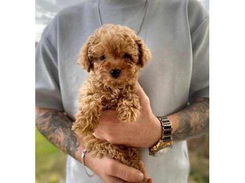 Pet tuvalet eğitimli kore poodle bebekler
