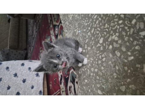 Minik yavru kedimiz