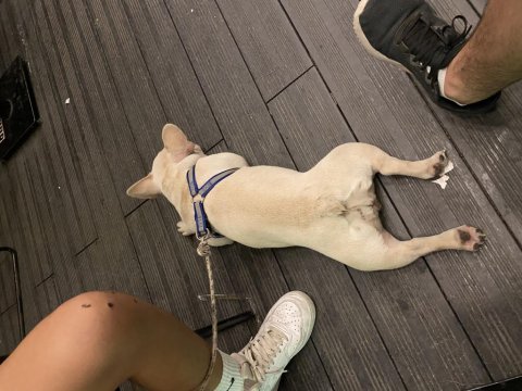 Lilac tan platinyum french bulldog dişimiz